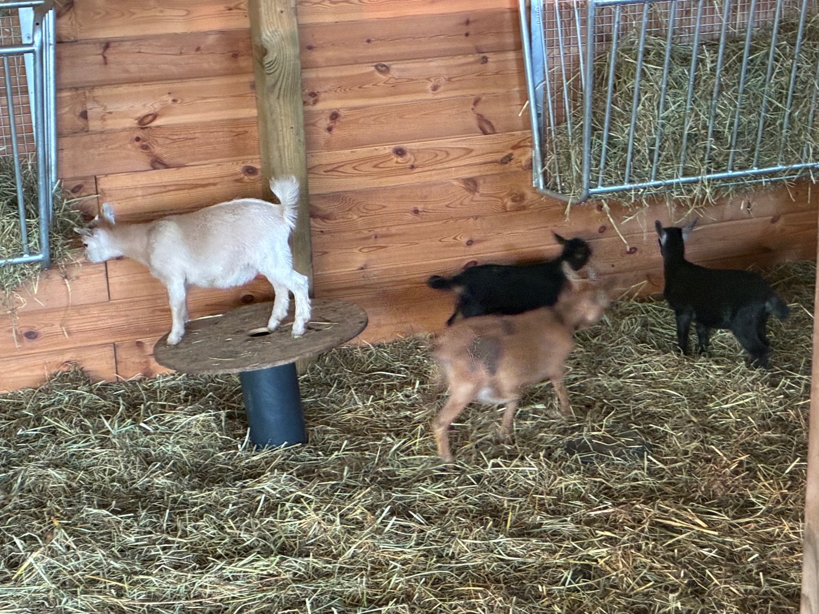 Geitje stippel, Animaux & Accessoires
