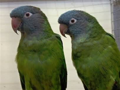 Couple aratinga tête bleu, Dieren en Toebehoren, Vogels | Parkieten en Papegaaien, Mannelijk