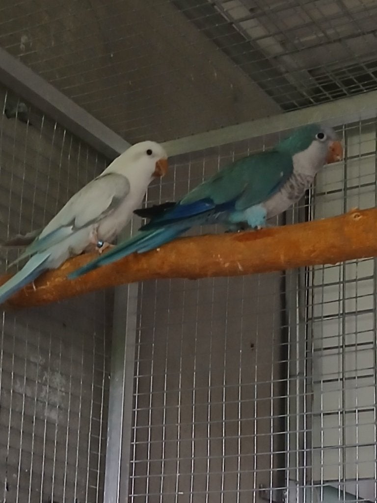 kweekkoppels muisparkieten GERESERVEERD, Parkiet, Geringd