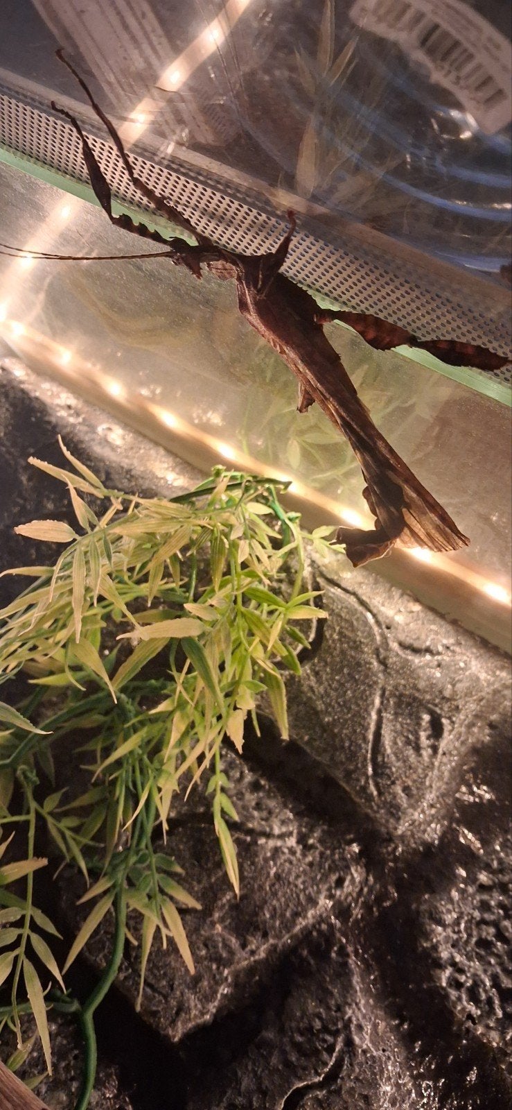 Australische flappentak, Animaux & Accessoires, Reptiles & Amphibiens