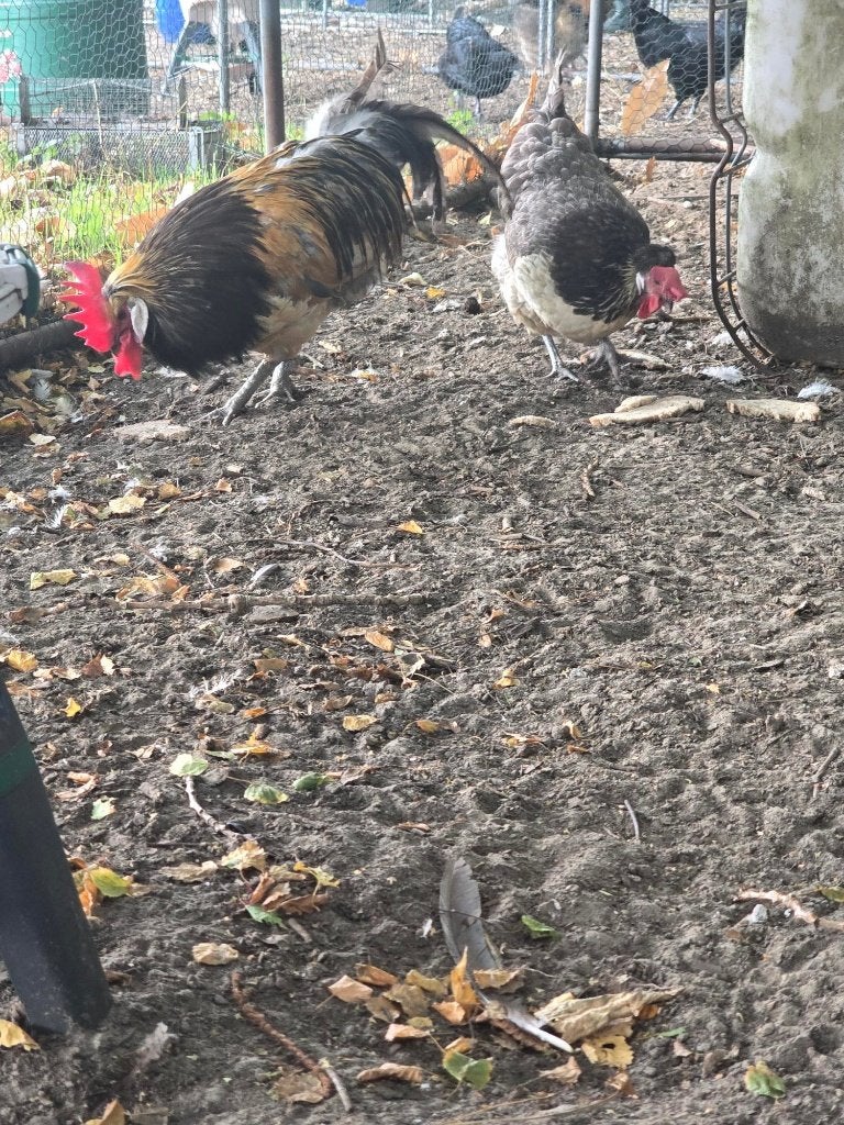 Brabants hoen, Dieren en Toebehoren, Pluimvee, Vrouwelijk, Kip