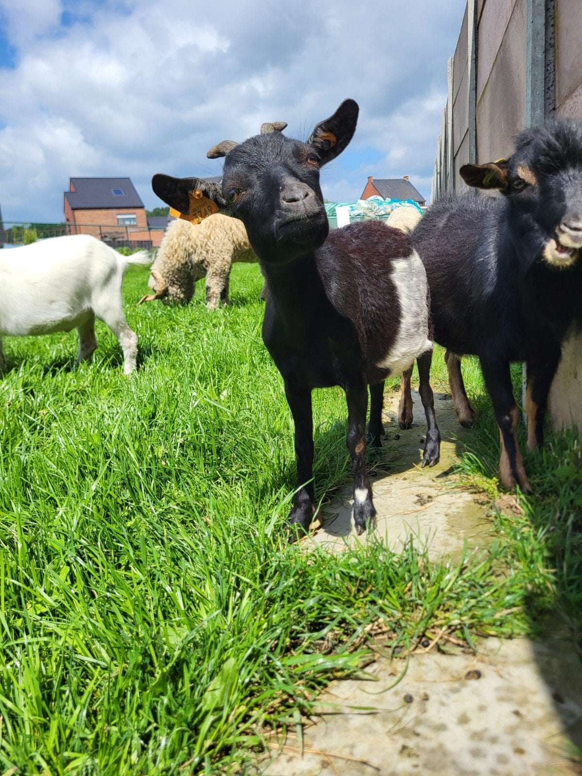 dwerg geiten mini, Dieren en Toebehoren