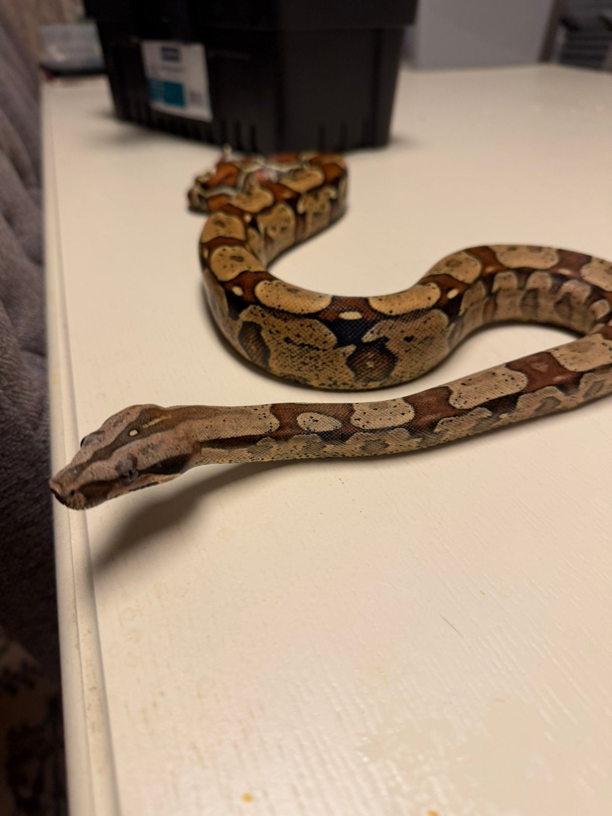 1.0 Boa Constrictor Imperator KEY WEST 66% het SHARP ALBINO Ball Python photo 4