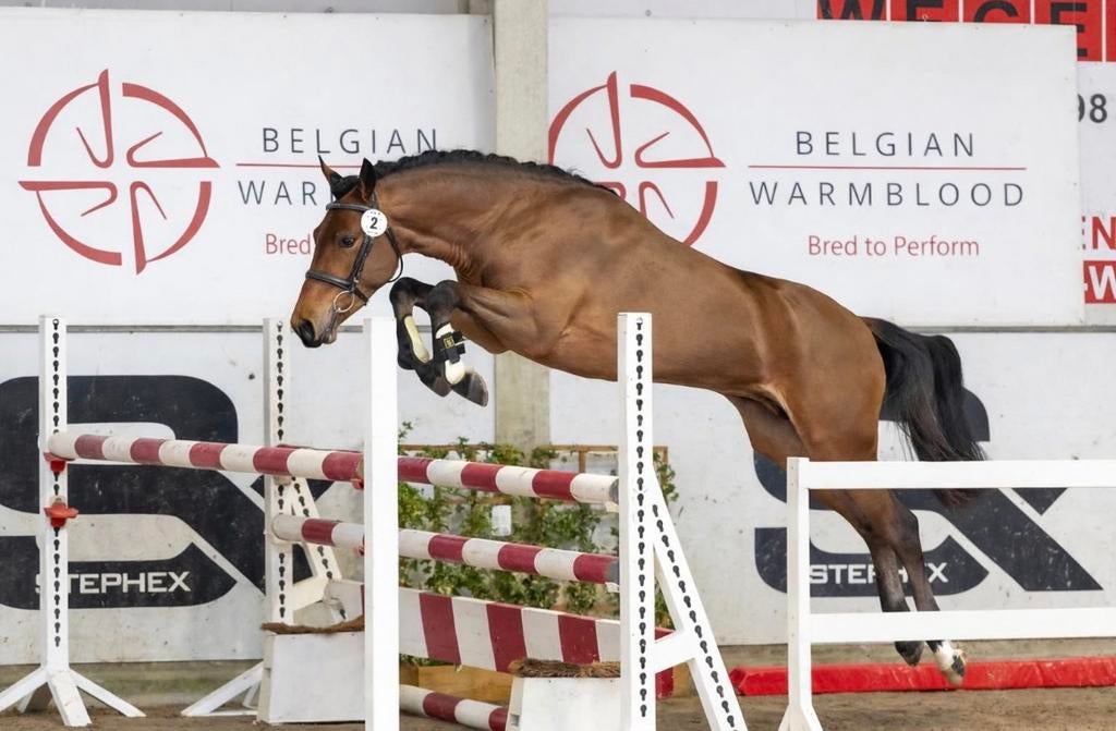 BRp gekeurde hengst ter dekking, Hengst