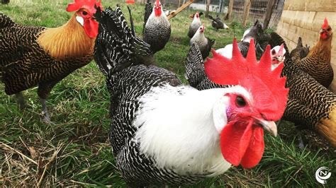 Kempense Hoen Haantjes, Dieren en Toebehoren, Pluimvee