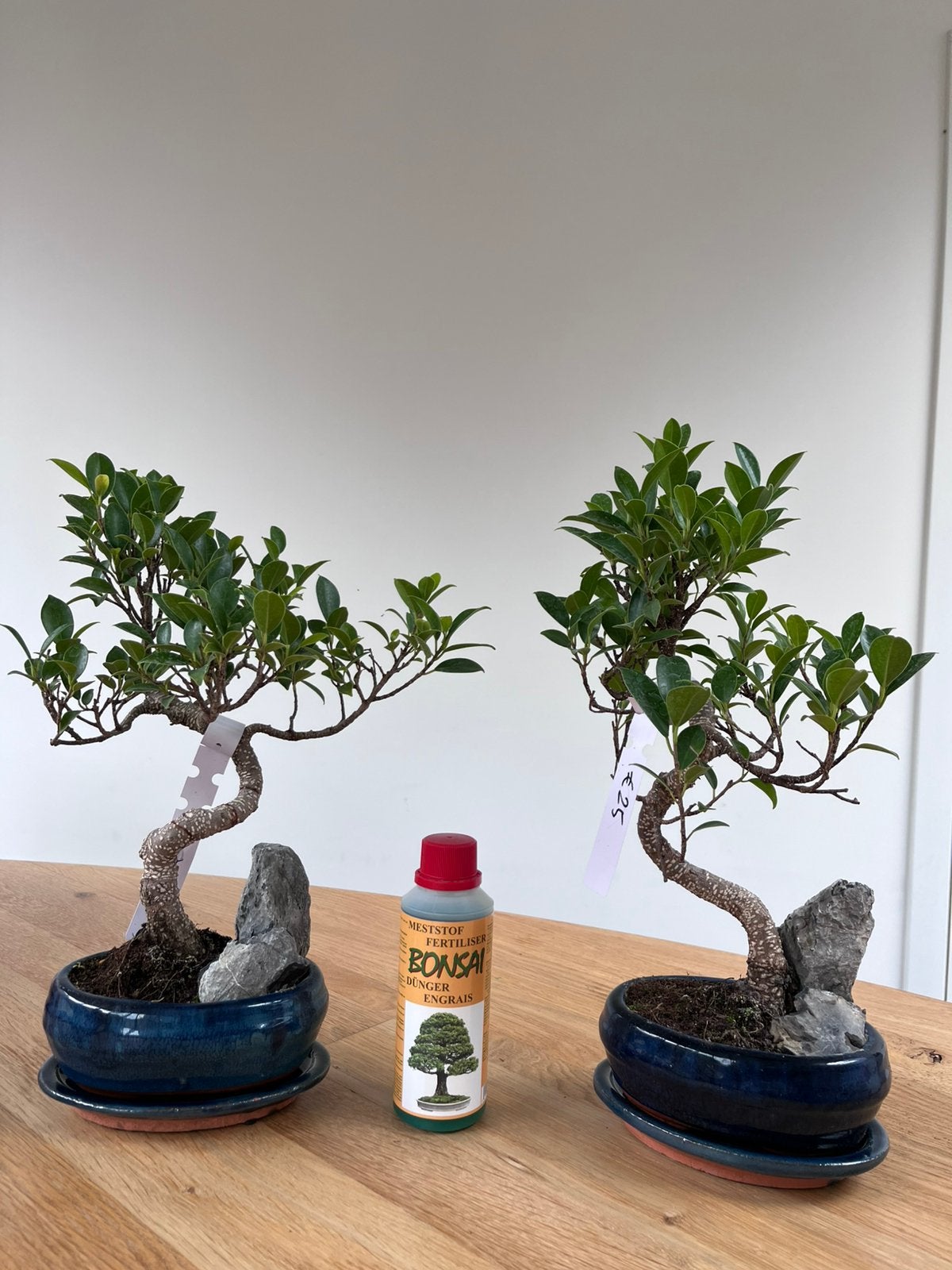 Ficus Bonsai, Enlèvement