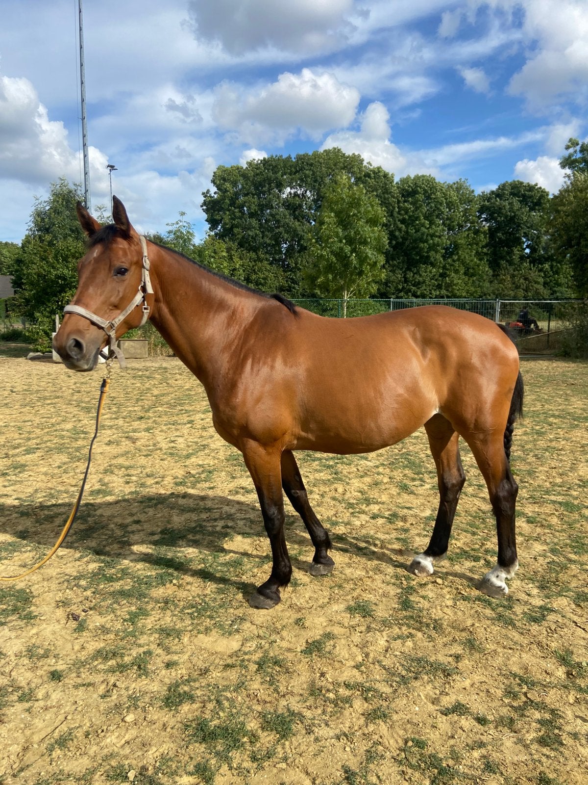 Allround recreatie paard, Jument