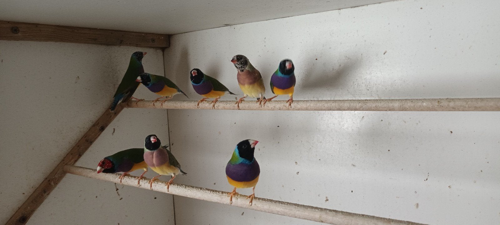 Gouldamadines, Dieren en Toebehoren
