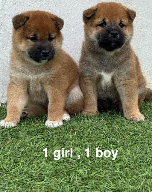 Shiba Inu, Parvovirose, Autres races, 8 à 15 semaines, Plusieurs