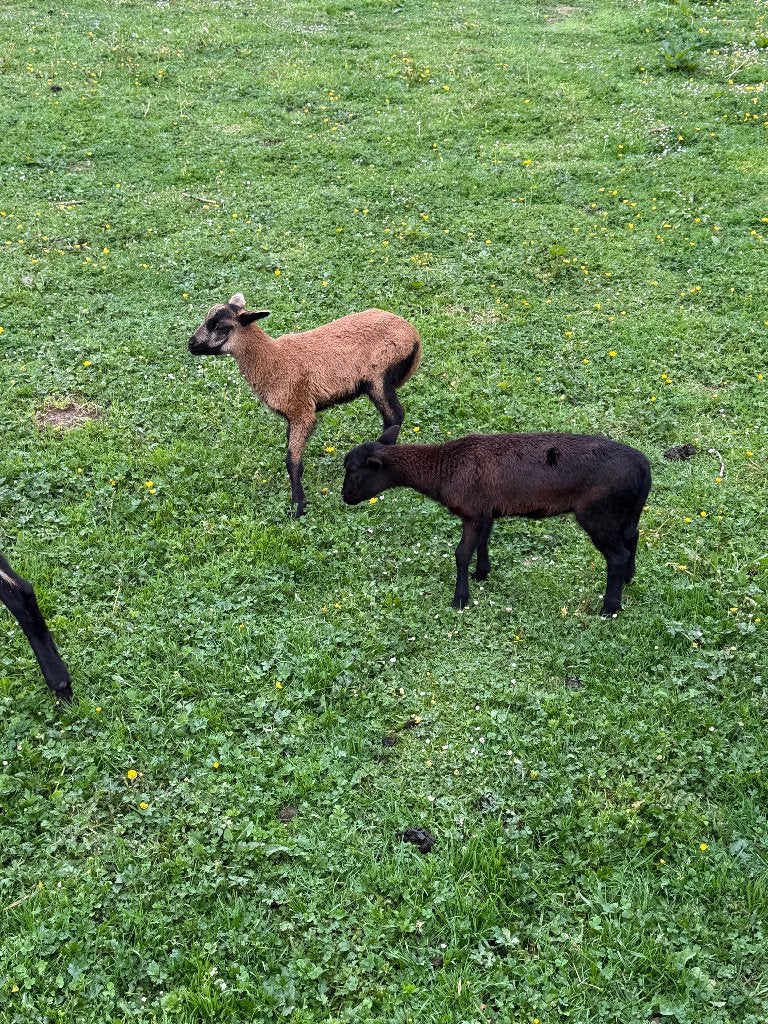 Kameroen geiten, Dieren en Toebehoren, Schapen, Geiten en Varkens, Meerdere dieren, Schaap, 0 tot 2 jaar