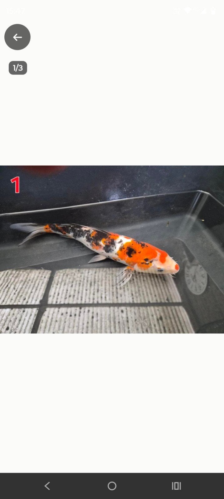 verschillende vissen te koop koi's goudvissen +1 armour karp, Dieren en Toebehoren, Vissen | Vijvervissen, Goudvis(sen)