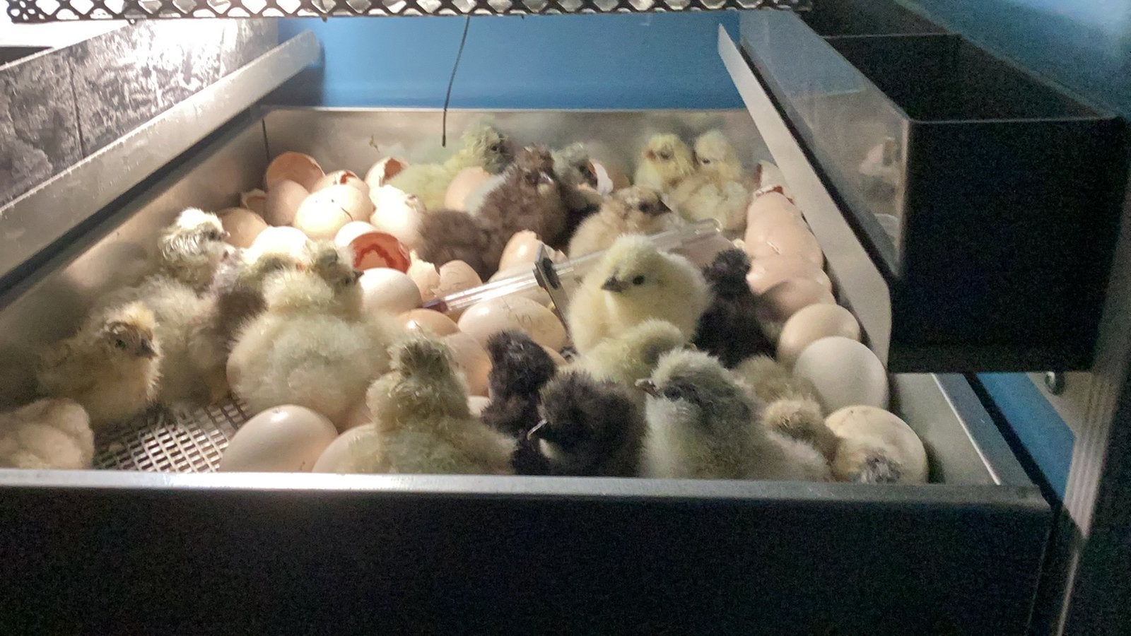 Usa zijdehoentjes, Dieren en Toebehoren, Geslacht onbekend, Kip