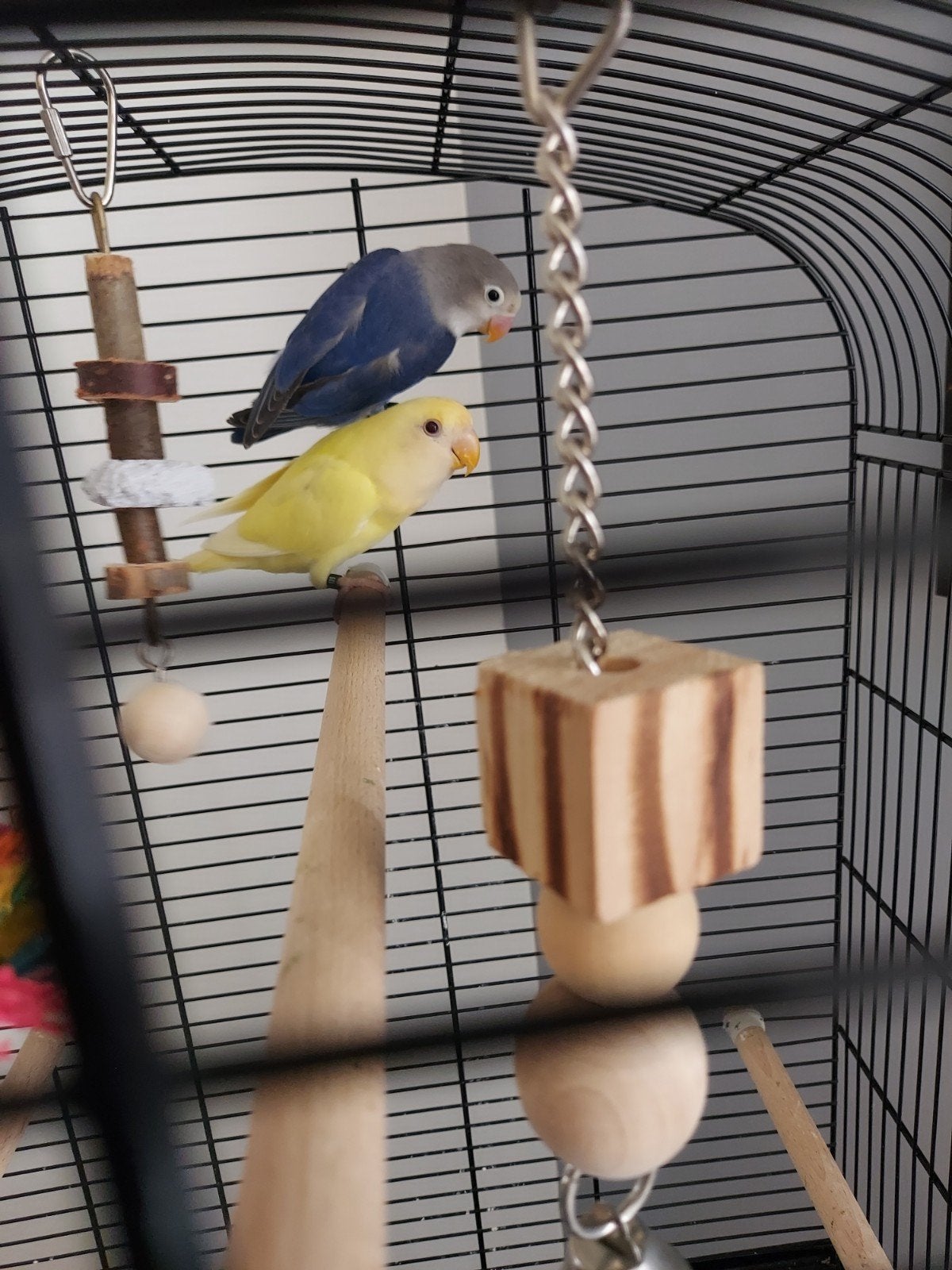 Twee dwerg papegaaikes, 3 maand oud, met kooi, Dieren en Toebehoren, Vogels | Parkieten en Papegaaien