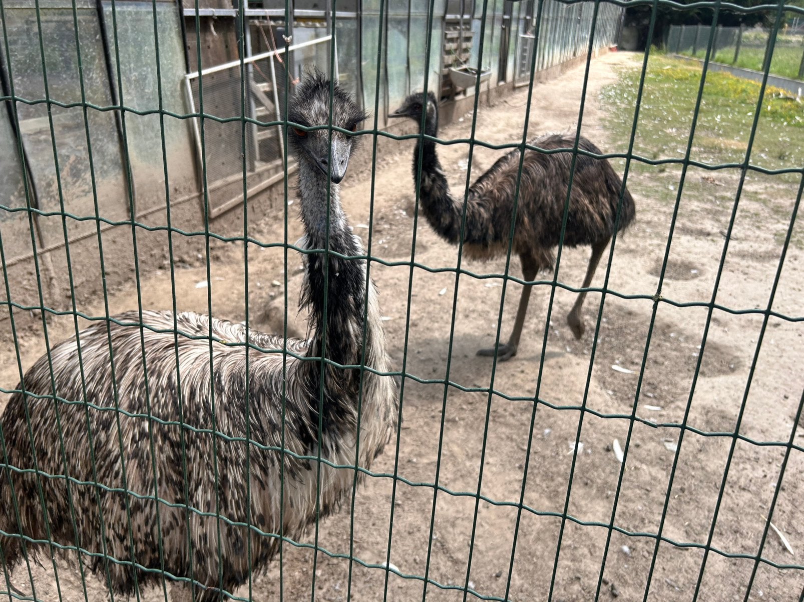 Rustig koppeltje emoes, Dieren en Toebehoren, Pluimvee, Meerdere dieren, Overige soorten