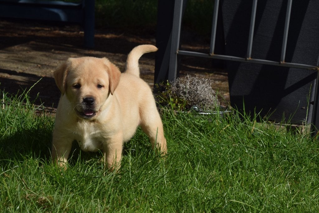 Labrador pups, zwart en crème, Parvo, België, 8 tot 15 weken, Labrador retriever