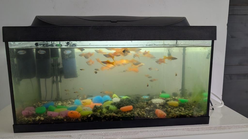 aquarium met vissen gratis ophalen, Ophalen