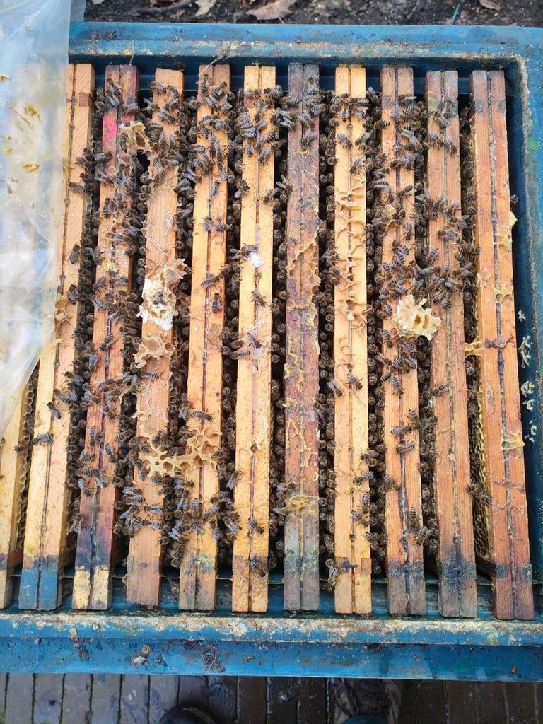 bijenvolken, Ophalen, Nieuw