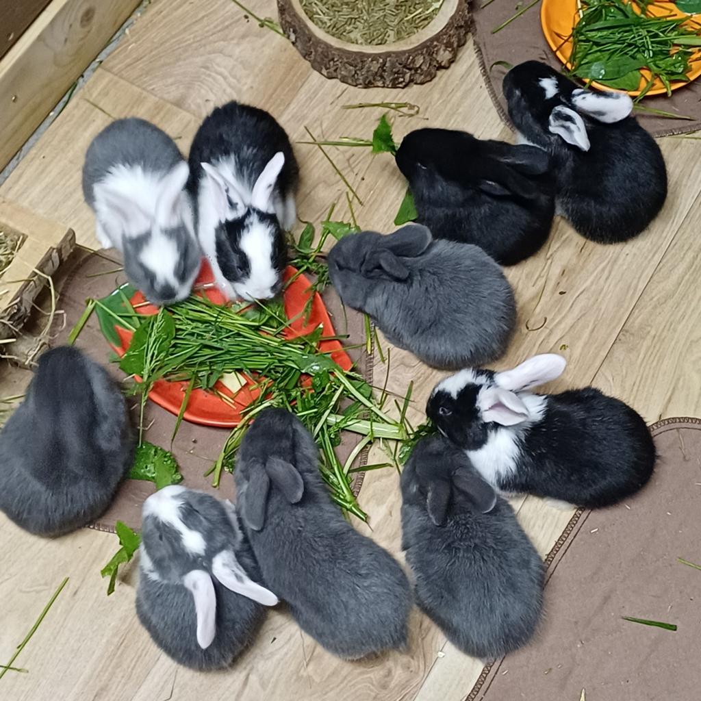 Les géants allemands vont réserver, Plusieurs animaux, Grand, 0 à 2 ans