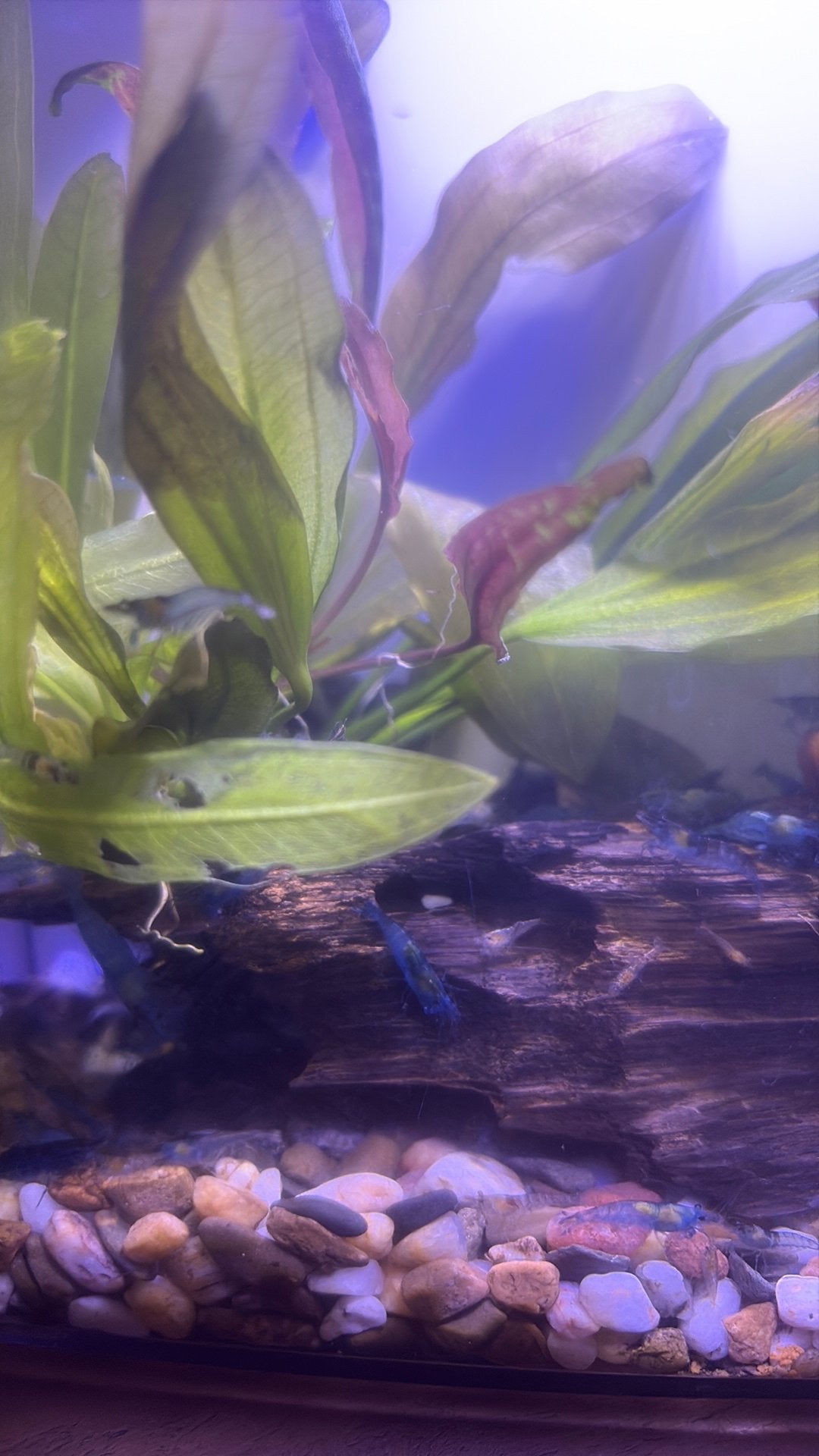 Blauwe garnalen te koop of te ruil