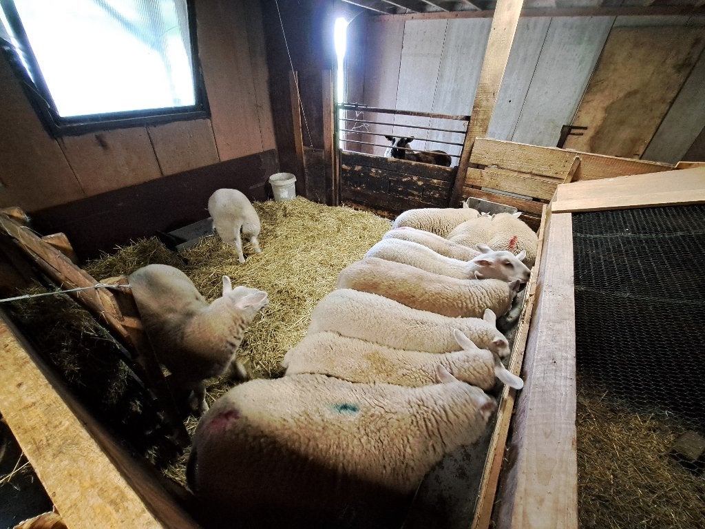 schapen lammeren, Dieren en Toebehoren, Meerdere dieren, Schaap, 0 tot 2 jaar