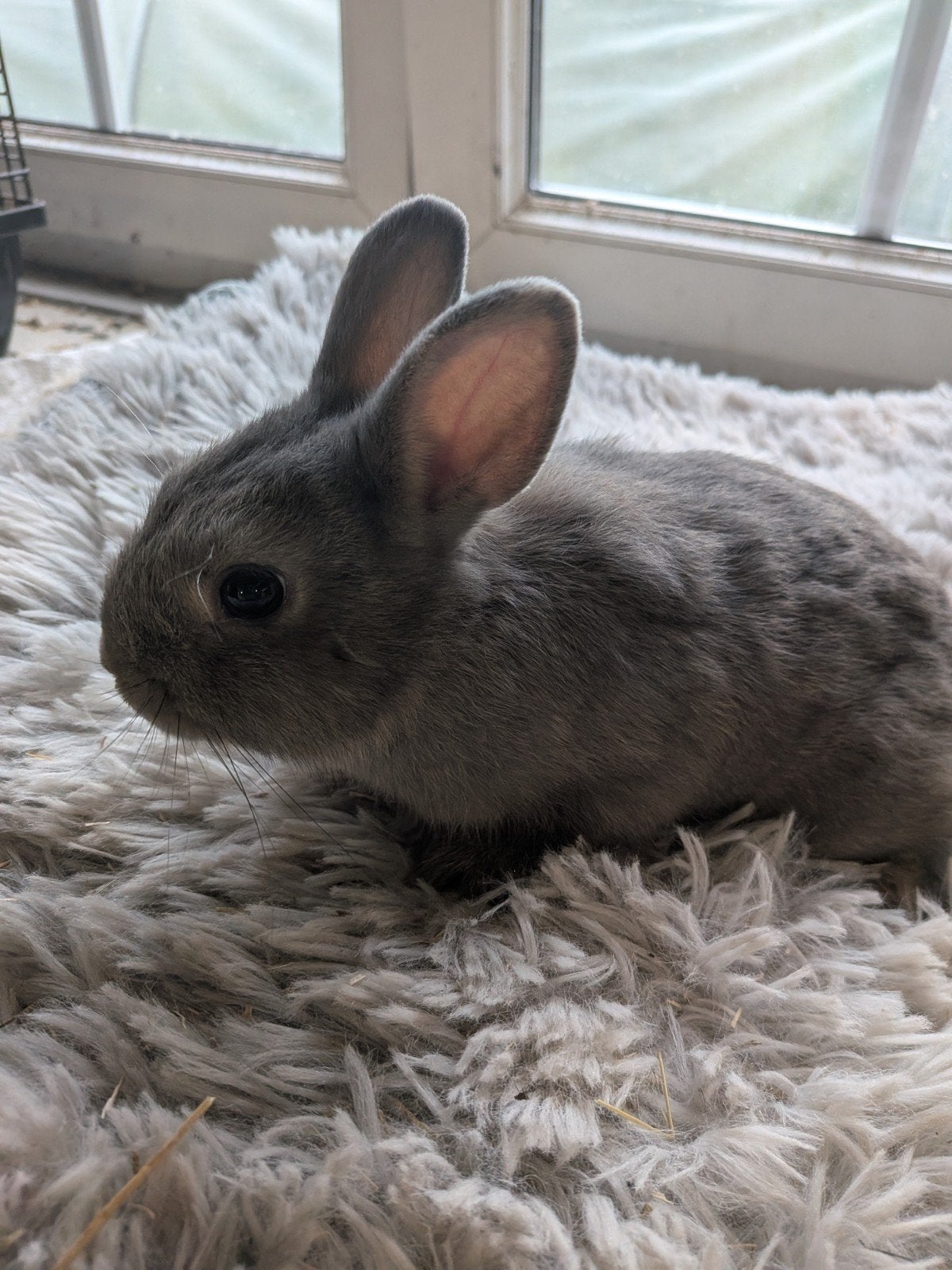 Dwergkonijntjes, Dieren en Toebehoren