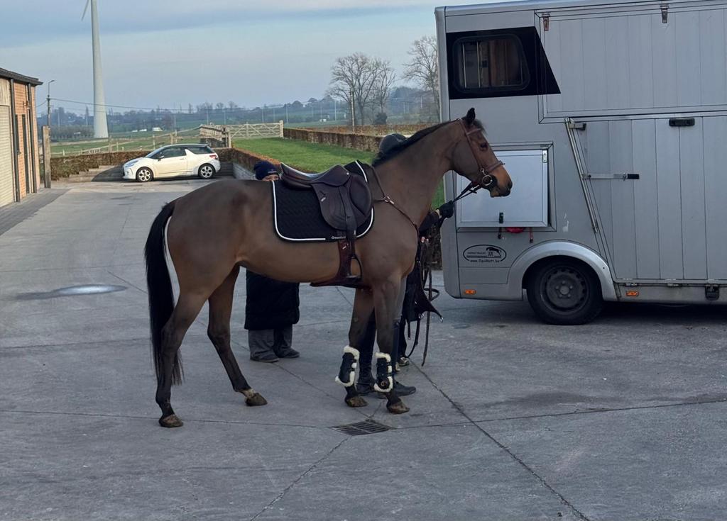 Knappe 6jarige merrie!, Dieren en Toebehoren, Paarden, Merrie, Springpaard, Met stamboom, 3 tot 6 jaar