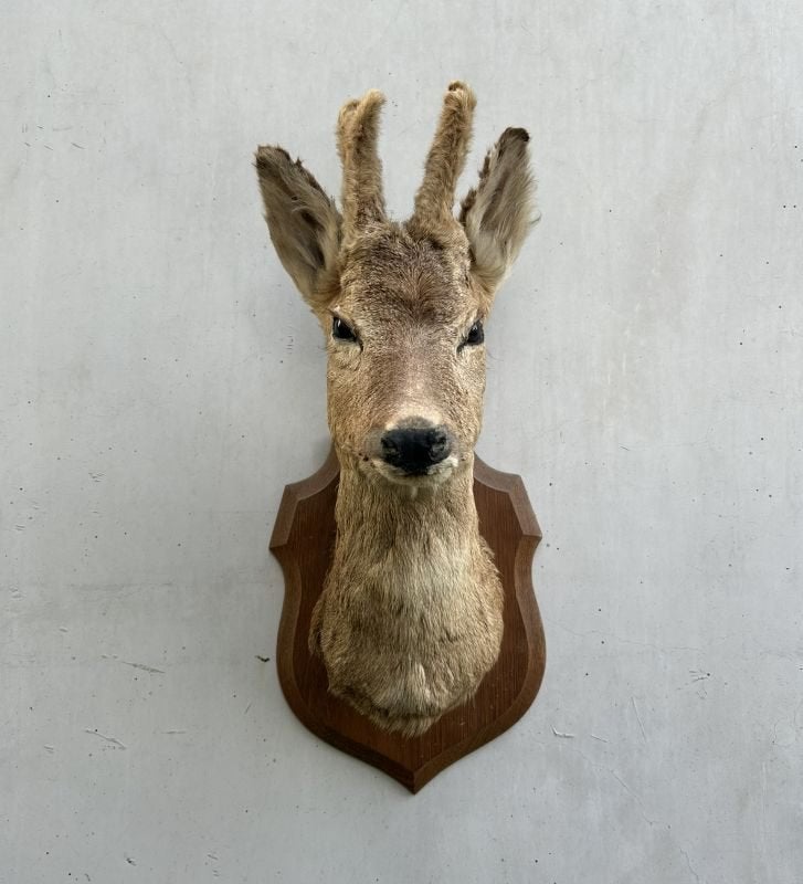 Hertekop, ree met gewei - taxidermie - bast wintergewei, Verzamelen, Dierenverzamelingen, Ophalen of Verzenden, Gebruikt, Wild dier