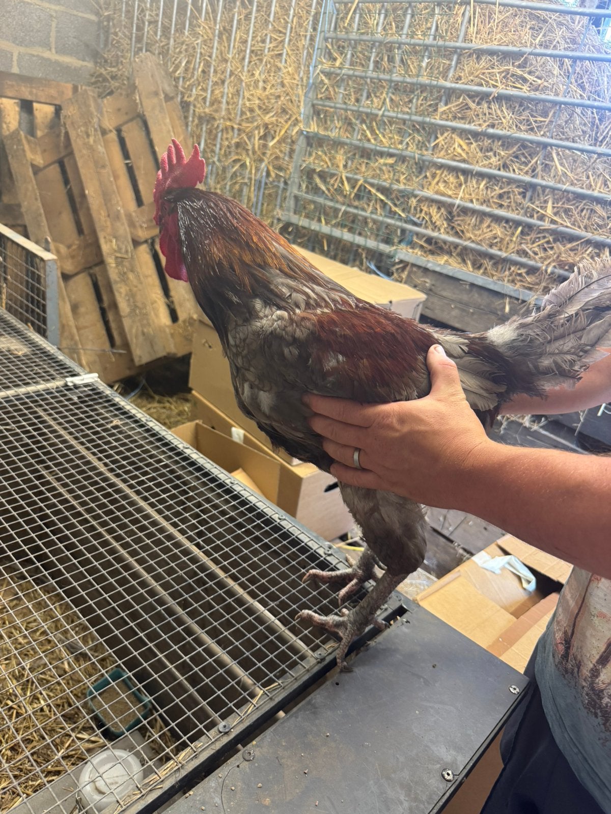 Ras zuivere maran haan, Dieren en Toebehoren, Pluimvee