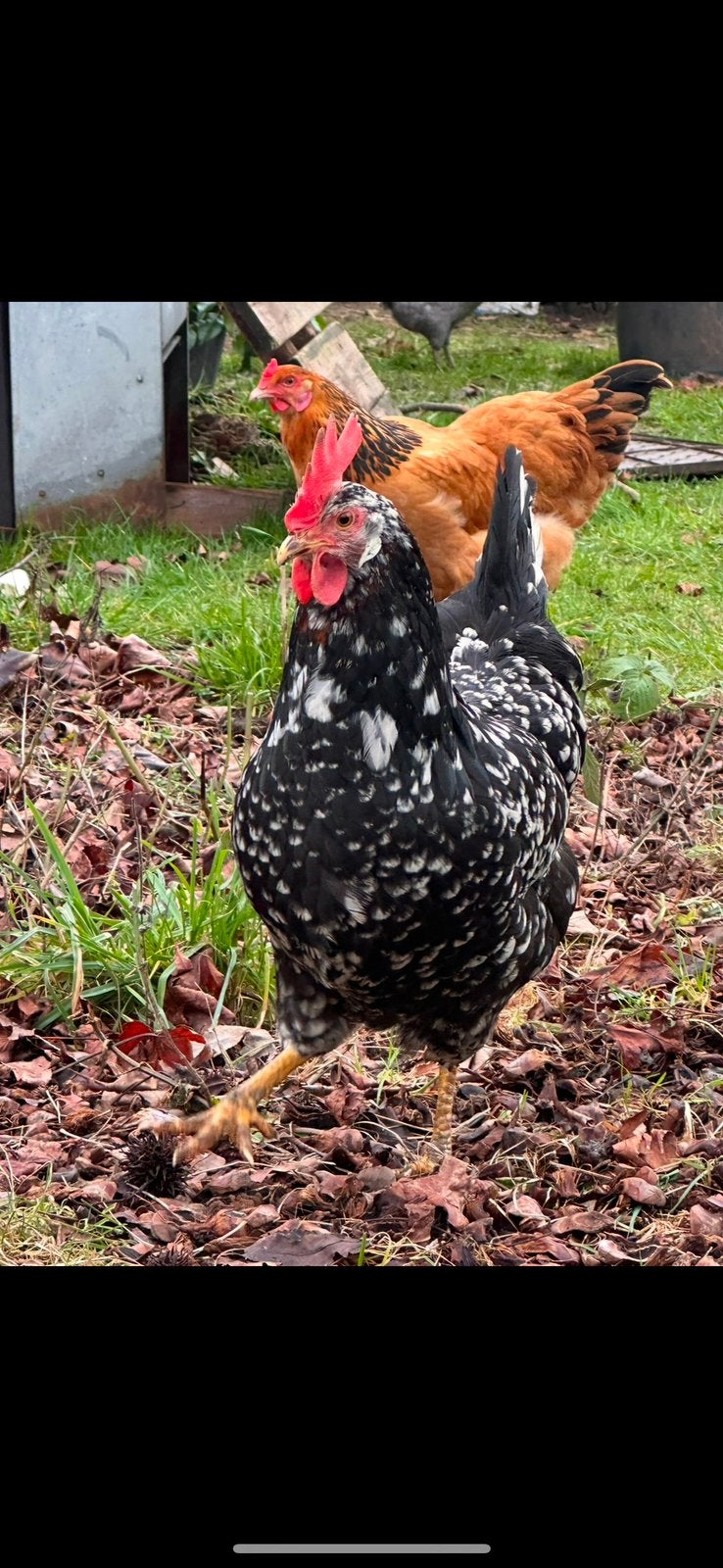 2 jonge bonte leghorn hennen, Dieren en Toebehoren, Pluimvee