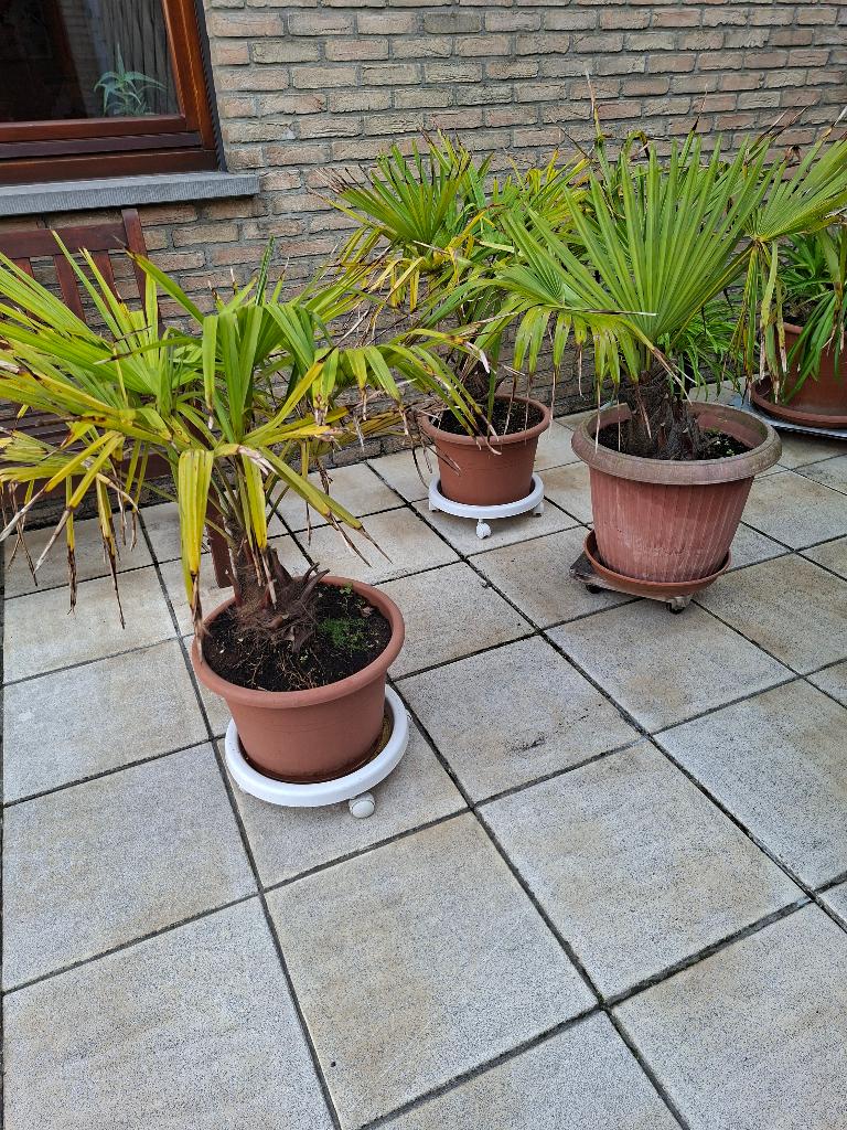 palmbomen, Tuin en Terras, Halfschaduw, Minder dan 100 cm, Palmboom, Ophalen