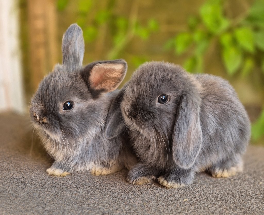 MINILOP x NHD KOPPELTJE, Meerdere dieren, Dwerg, Hangoor, 0 tot 2 jaar