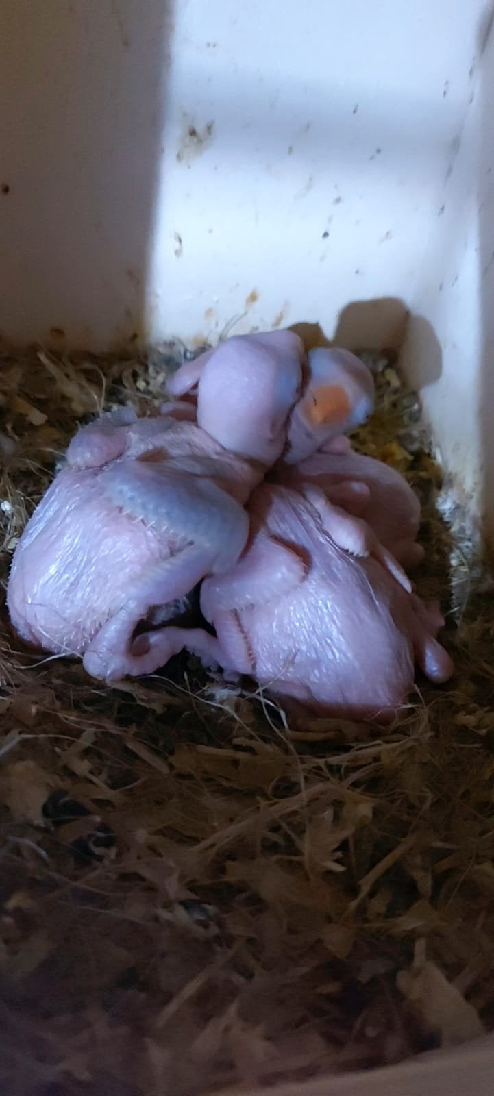 Halsbandparkieten om te temmen, Dieren en Toebehoren