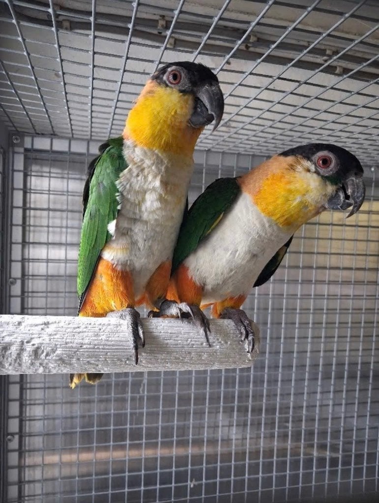 Bewezen koppel zwartkop caique’s, Animaux & Accessoires, Oiseaux | Perruches & Perroquets, Plusieurs animaux, Perroquet, Domestique