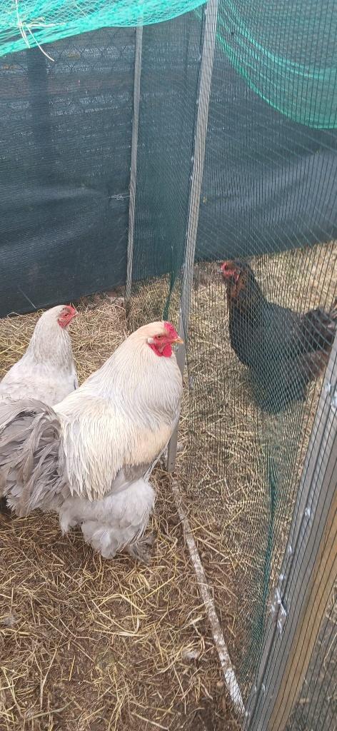Prachtige raszuivere Brahma’s te koop, Dieren en Toebehoren, Pluimvee, Meerdere dieren, Kip