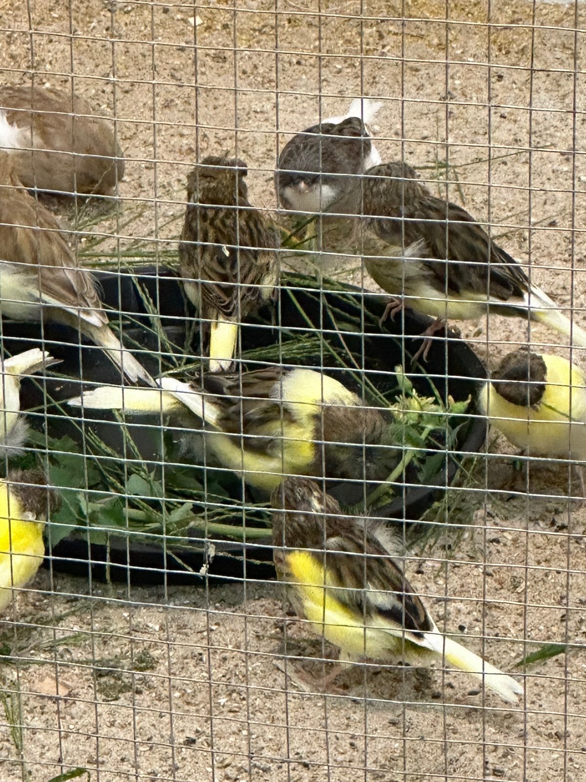 Glosters, Plusieurs animaux, Canari de posture