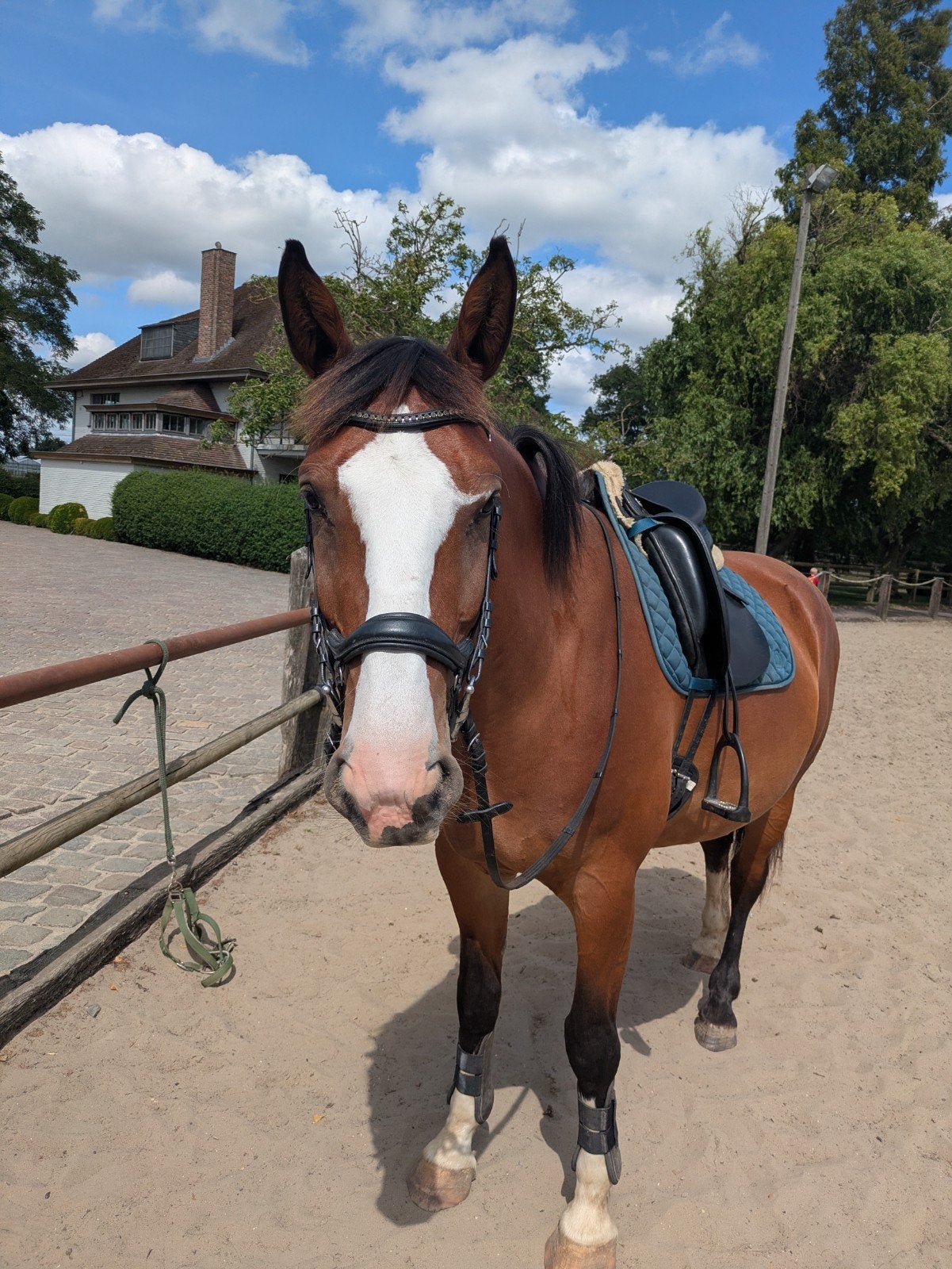 5.5jarige allrounder, BWP merrie, Dieren en Toebehoren, Merrie, B, 165 tot 170 cm, 3 tot 6 jaar