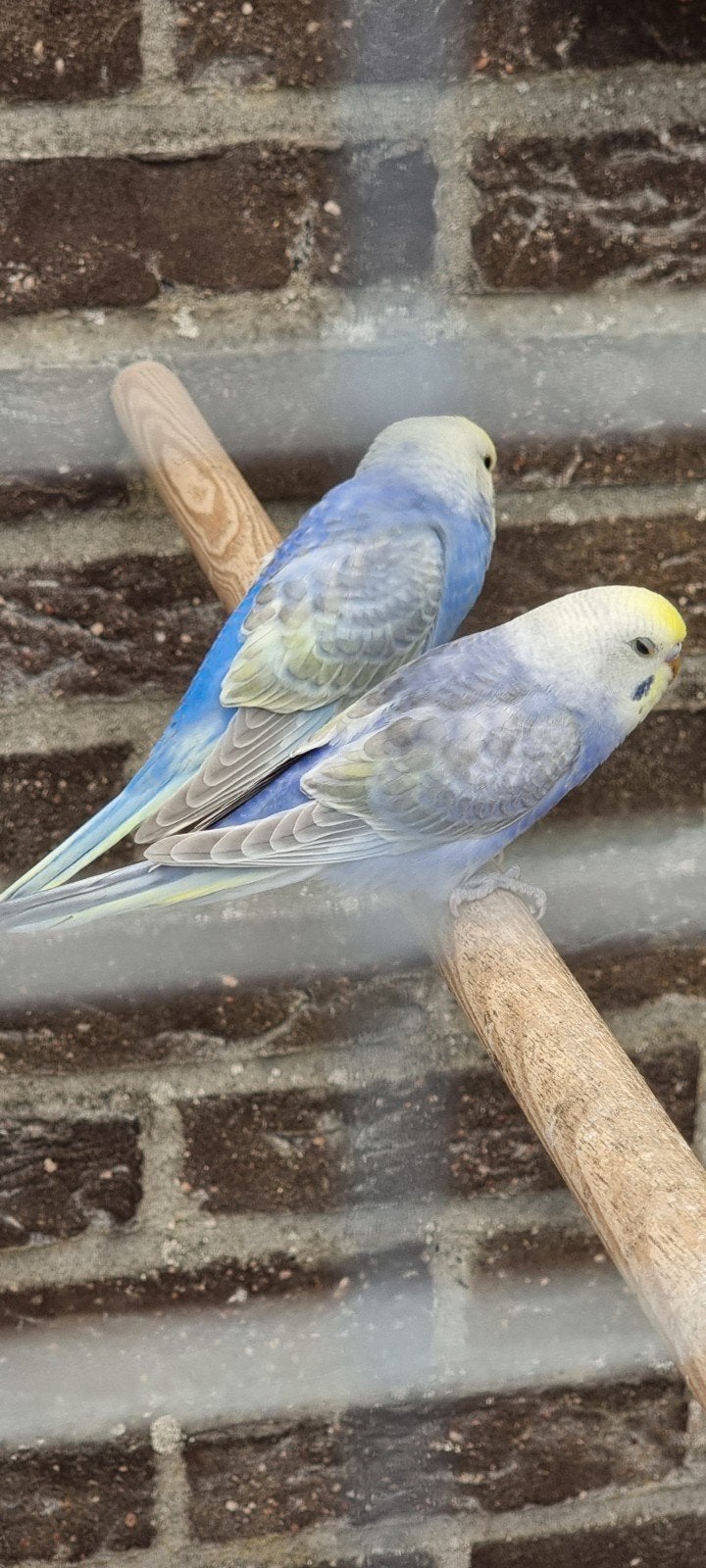 Jonge koppel regenboog grasparkieten, Dieren en Toebehoren, Vogels | Parkieten en Papegaaien