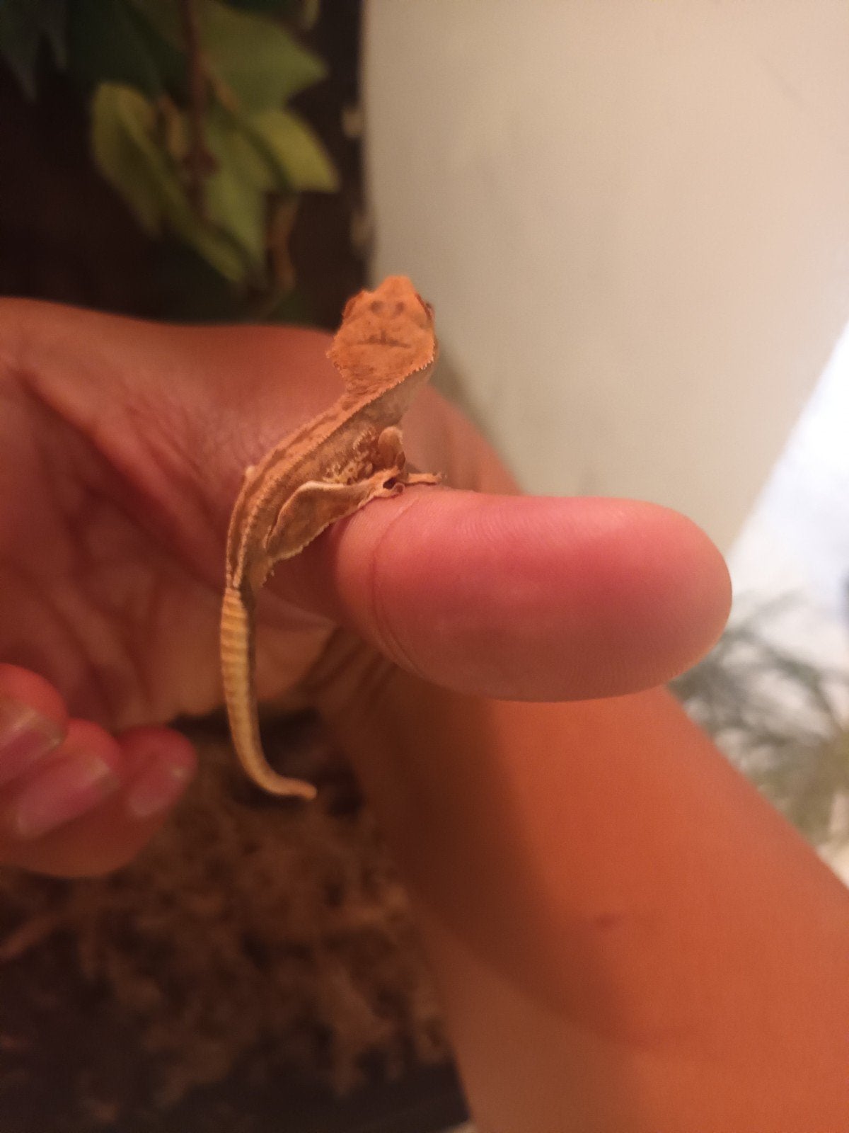 lilly white wimpergecko, Dieren en Toebehoren, Overige soorten, 0 tot 2 jaar