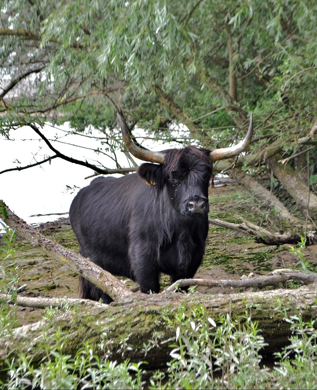 Gezocht: Dekstier schotse hooglander