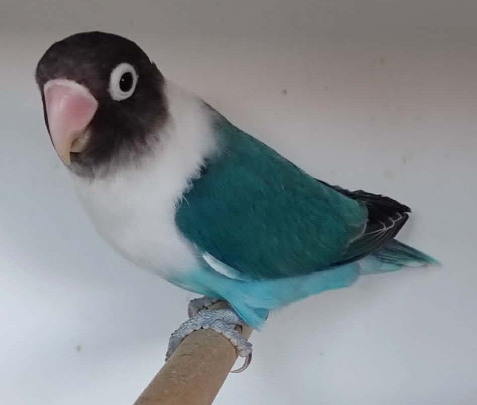 Personata MAN (DNA attest) - turquoise, Mannelijk, Dwergpapegaai of Agapornis, Geringd