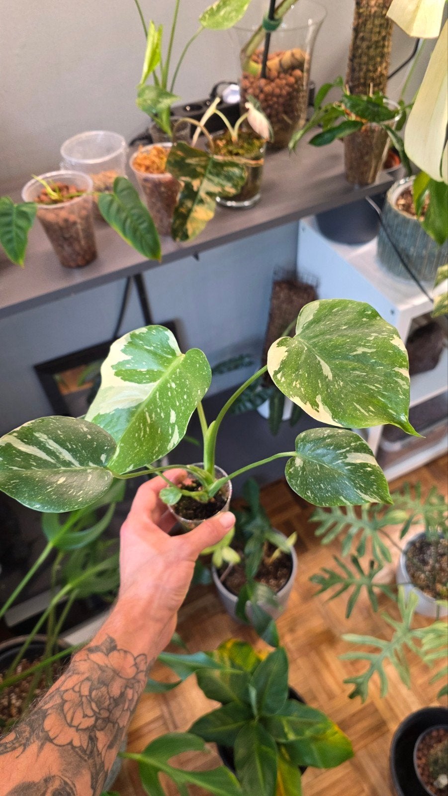 monstera thai constelation, Enlèvement ou Envoi