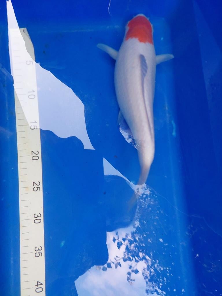 Mooie gezonde koi, Animaux & Accessoires, Poissons | Poissons d'étang, Carpe ou Koï