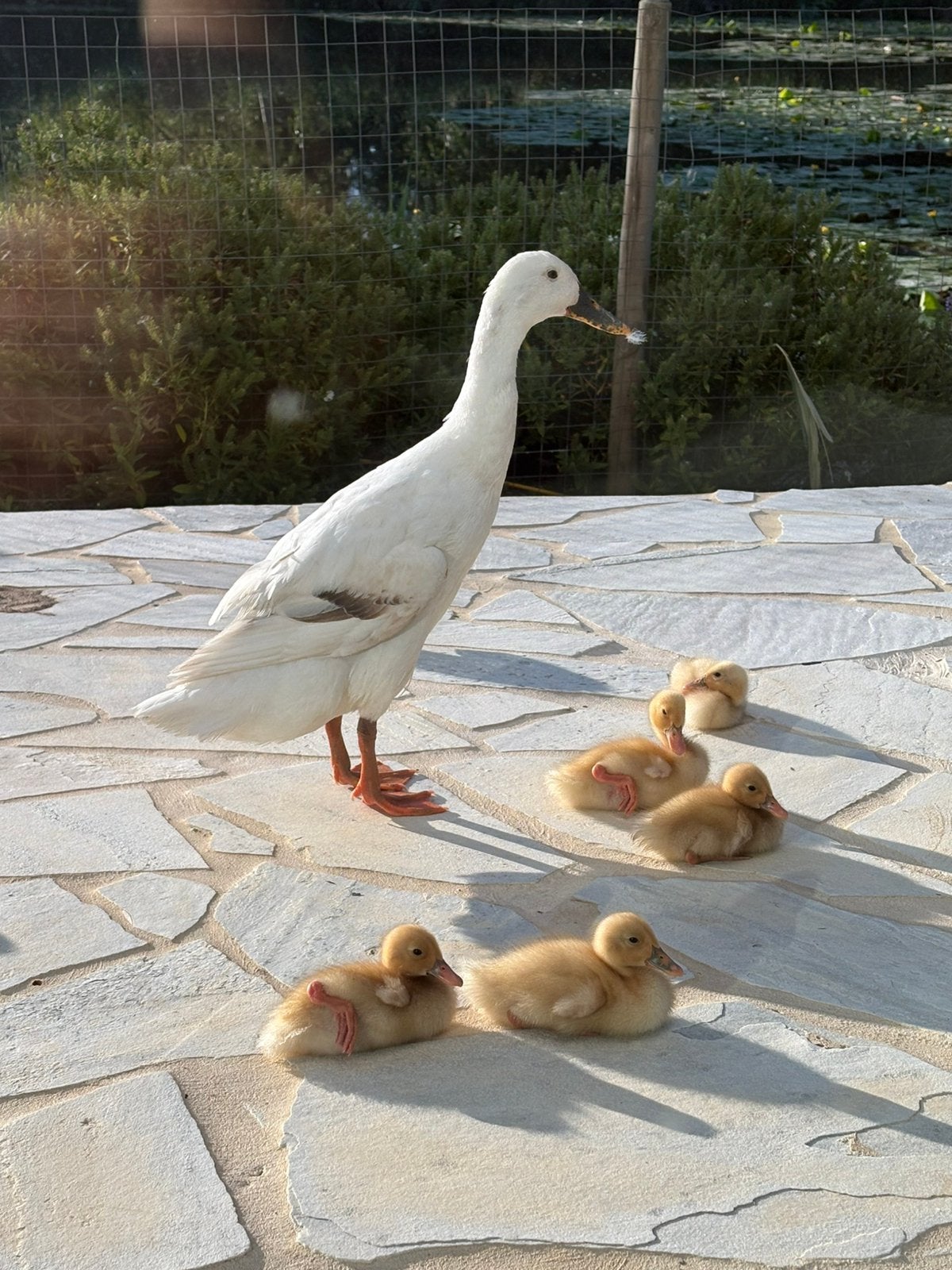 Jonge loopeendjes, Dieren en Toebehoren, Pluimvee