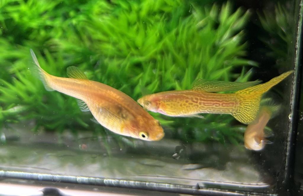 Cobra Swordtail blond guppy's, Vis, Zoetwatervis, Schoolvis