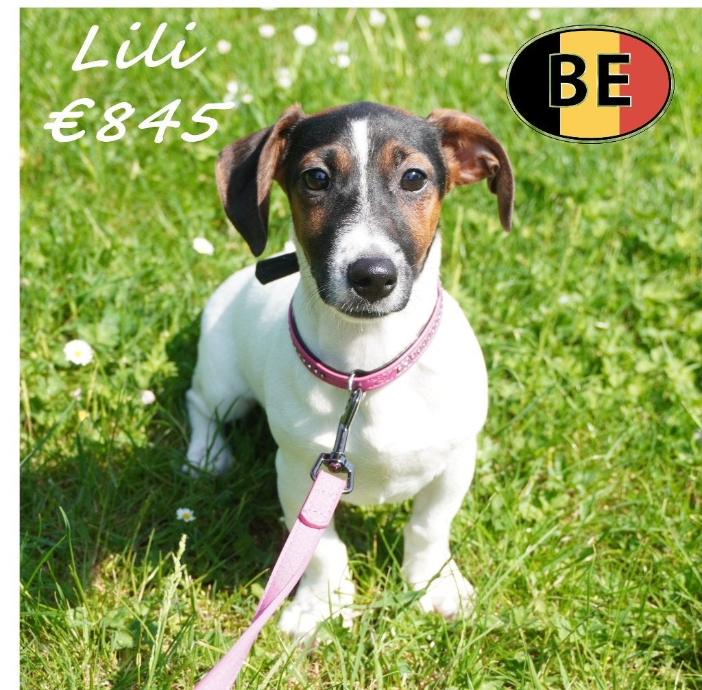 Lili, Lulu & Laly — Trois adorables chiots Jack Russell, Animaux & Accessoires, 15 semaines à 1 an, Commerçant, Chienne, Belgique