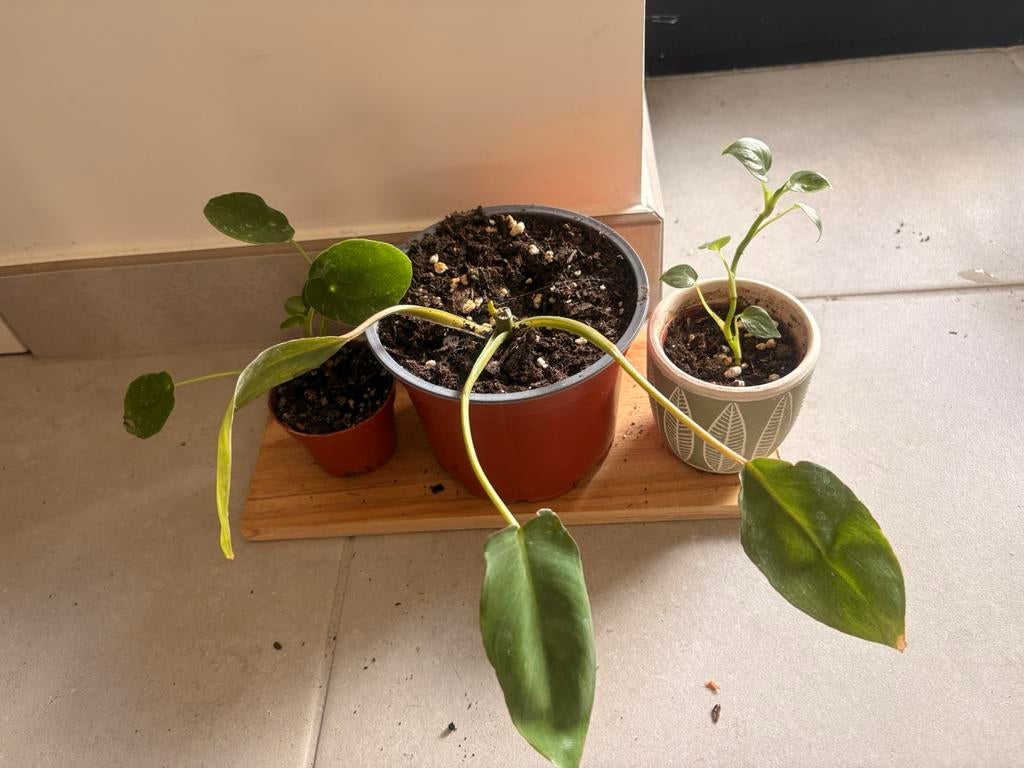 Kamerplanten bundeltje (iets zeldzamer), Autres espèces, Enlèvement ou Envoi, Moins de 100 cm, Plante verte