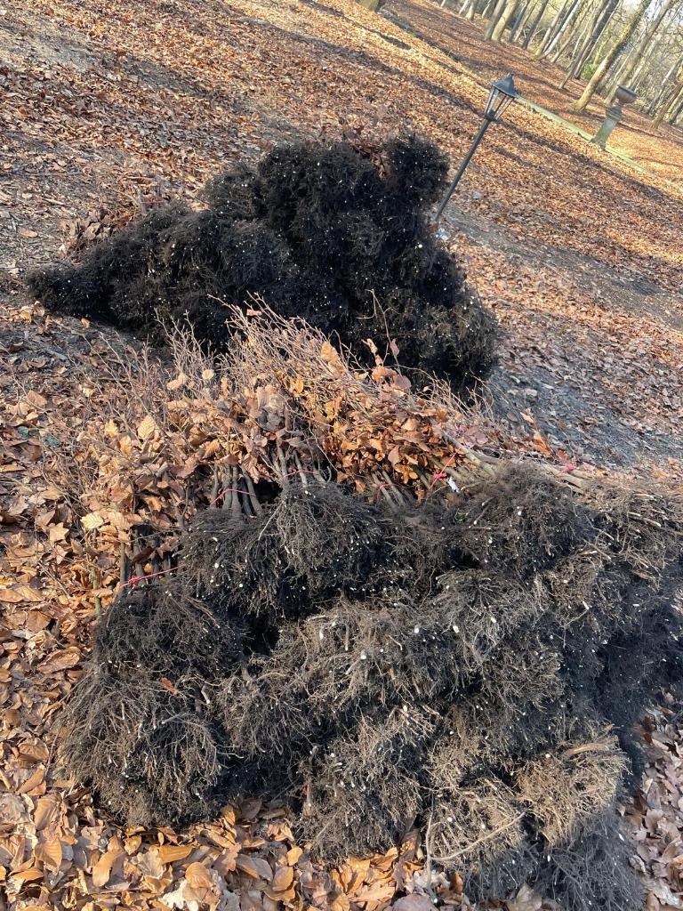 Rode beuk, Tuin en Terras, Ophalen, Haagbeuk, Haag, Minder dan 100 cm