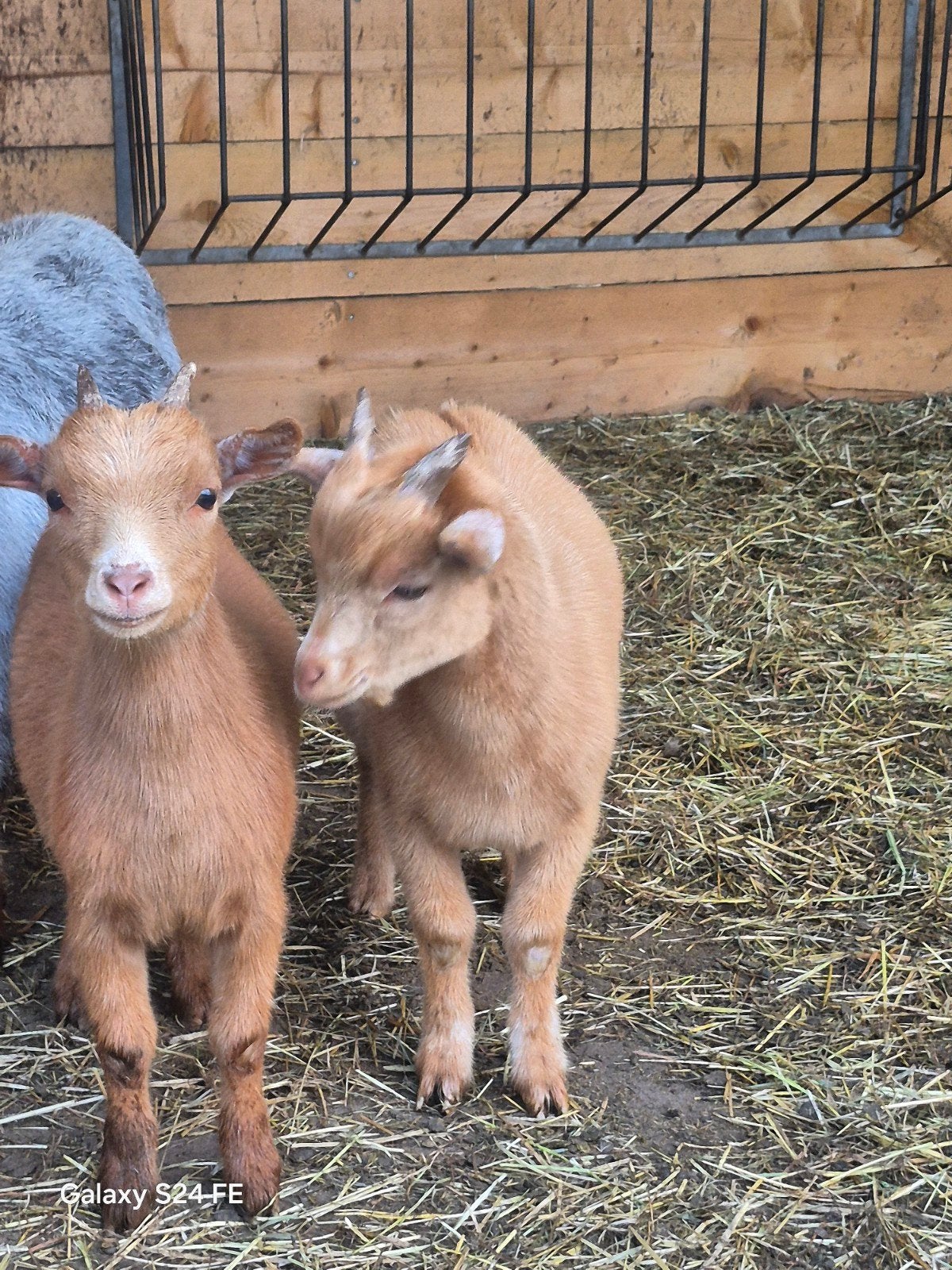 2 dwerggeit bokjes, Dieren en Toebehoren, Schapen, Geiten en Varkens