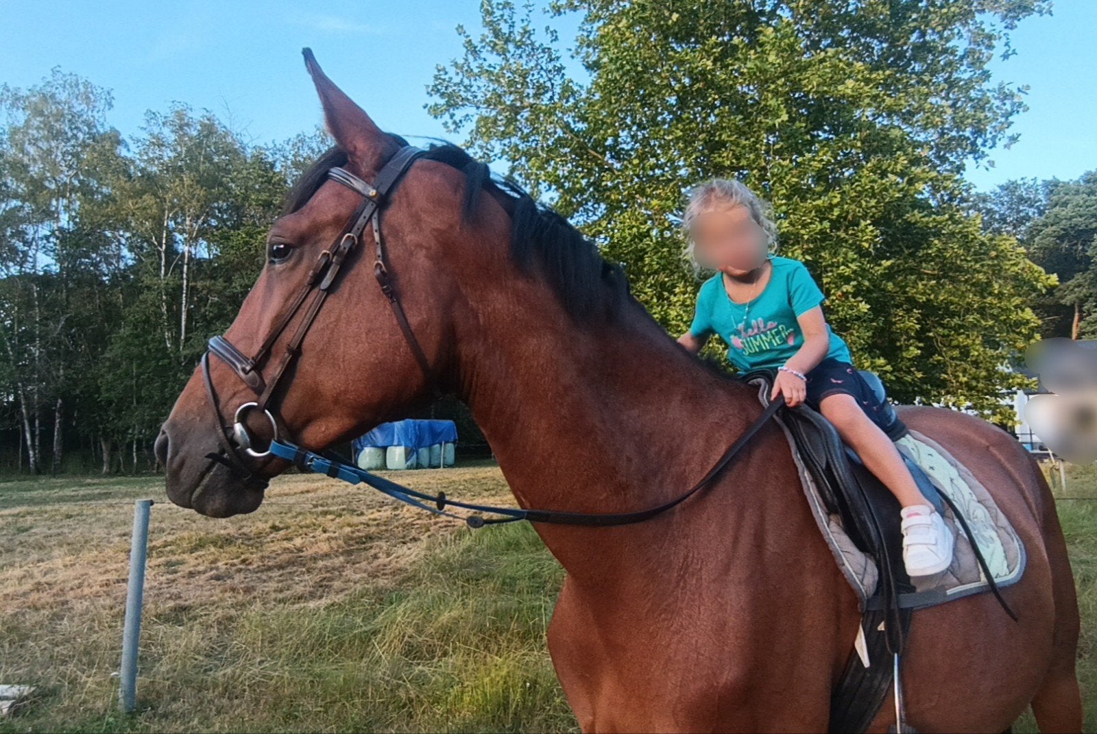 Brave Zangersheide merrie Spring/familie/menpaard, Dieren en Toebehoren, Merrie, Z