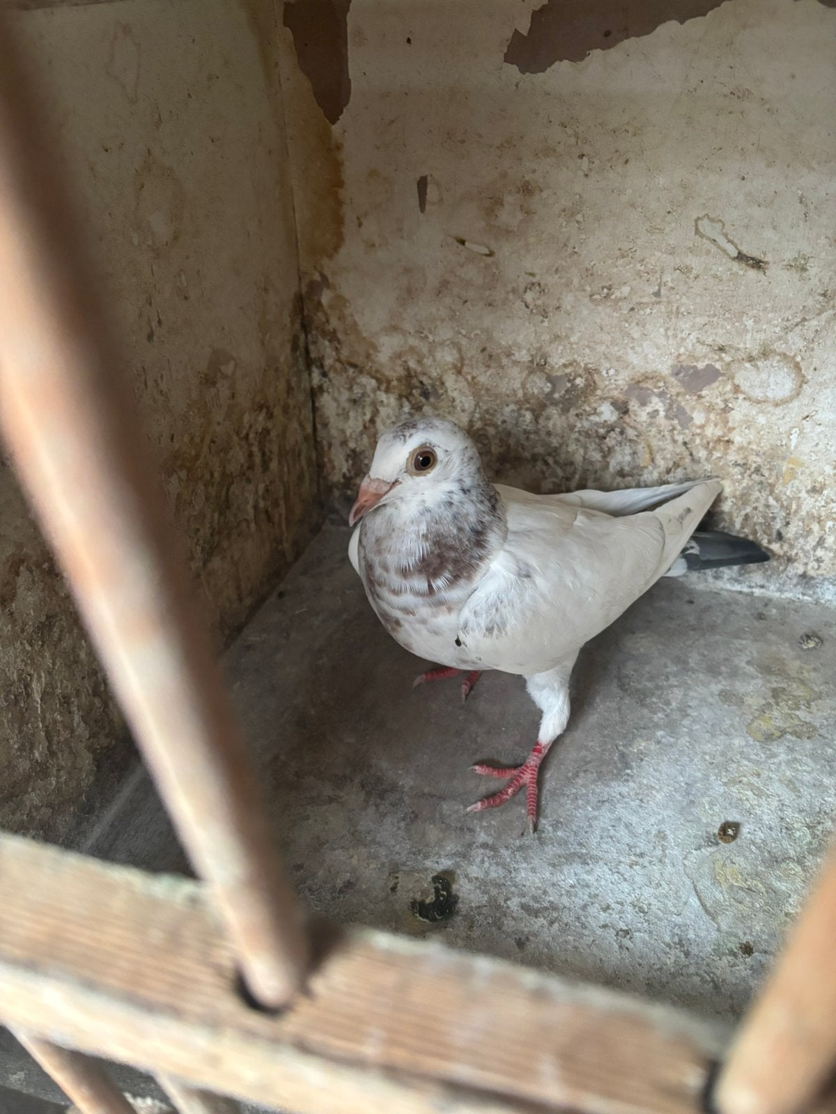 Jonge duivin, Dieren en Toebehoren, Vogels | Duiven